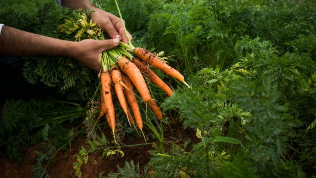 Como os padrões privados podem ajudar a fortalecer e a notabilizar o agronegócio sustentável?