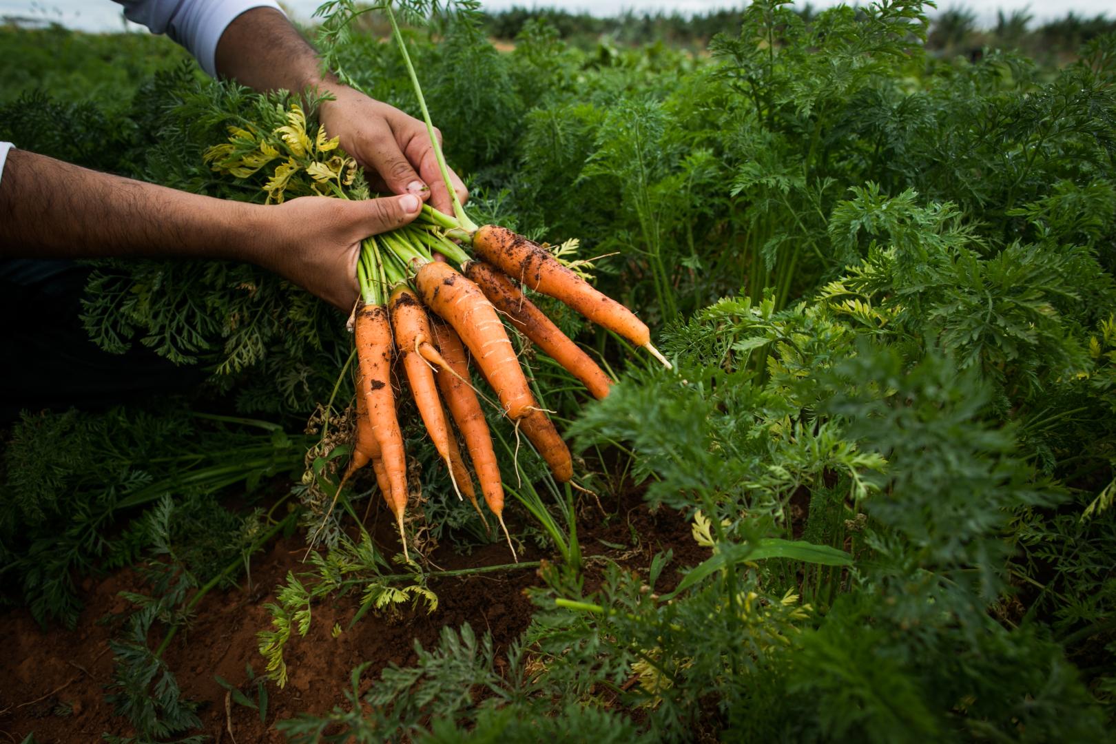 Como os padrões privados podem ajudar a fortalecer e a notabilizar o agronegócio sustentável?