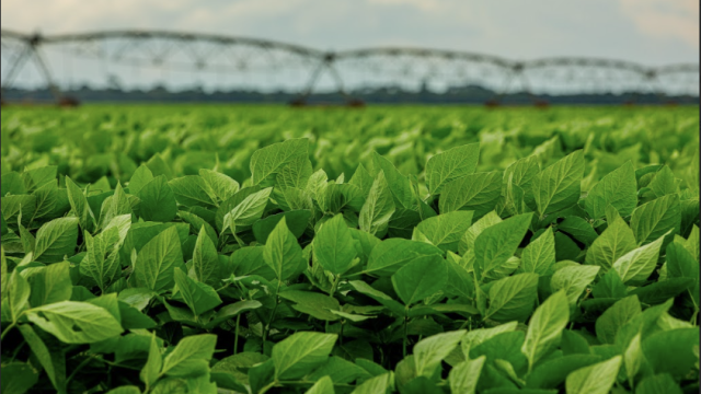 Agricultura Regenerativa: o que há de novo?