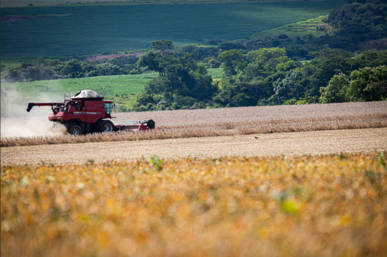 Efeito Poupa-Terra: produtividade é a chave para a sustentabilidade ambiental do agro brasileiro?