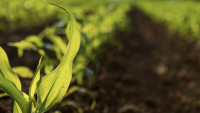 O que são bioinsumos e qual o seu potencial para o agro brasileiro?