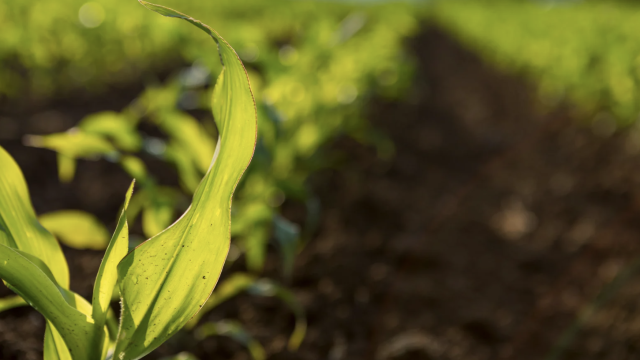 O que são bioinsumos e qual o seu potencial para o agro brasileiro?