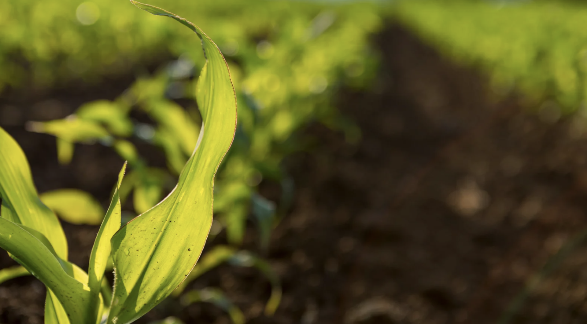 O que são bioinsumos e qual o seu potencial para o agro brasileiro?