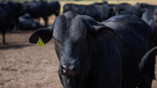 Quais os desafios para a rastreabilidade individual dos bovinos no Brasil?