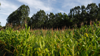 Como pode ser a contribuição da agropecuária brasileira para a agenda climática?