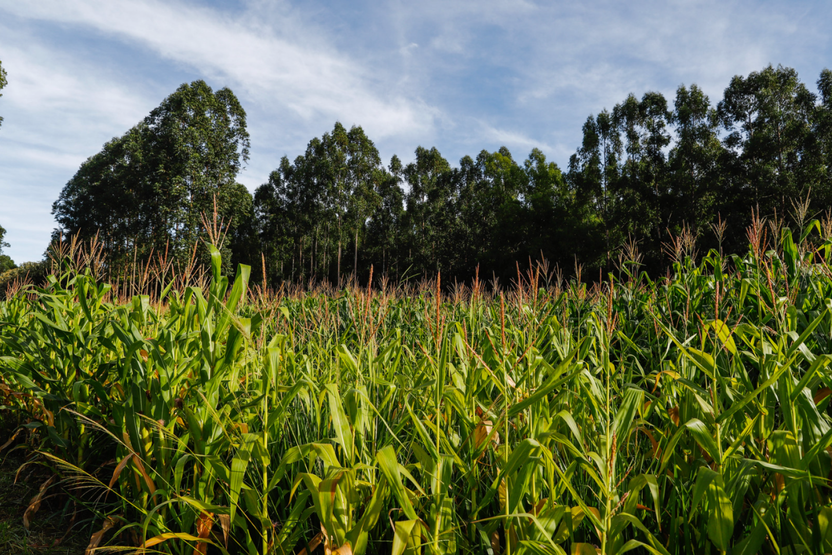 Como pode ser a contribuição da agropecuária brasileira para a agenda climática?