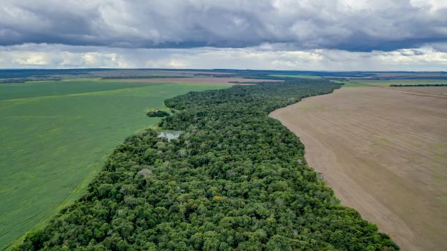 Como as novas regulações climáticas globais podem afetar o comércio do agro brasileiro?