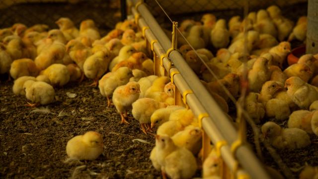 Quais as implicações da gripe aviária para o comércio de produtos avícolas?