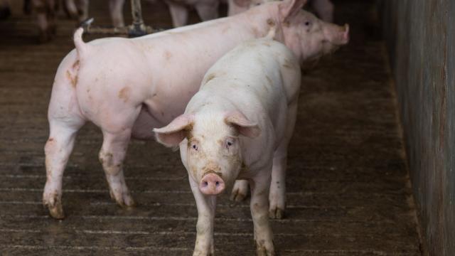 Qual o impacto da peste suína africana no comércio internacional de carnes?