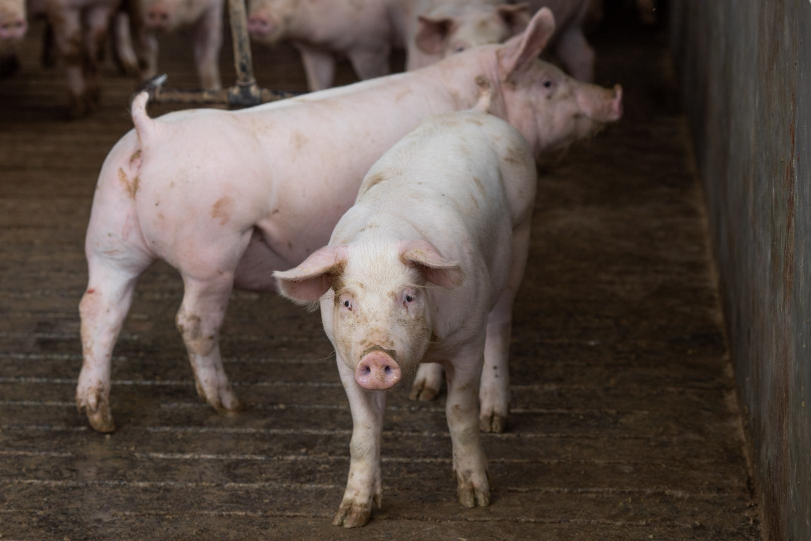 Qual o impacto da peste suína africana no comércio internacional de carnes?