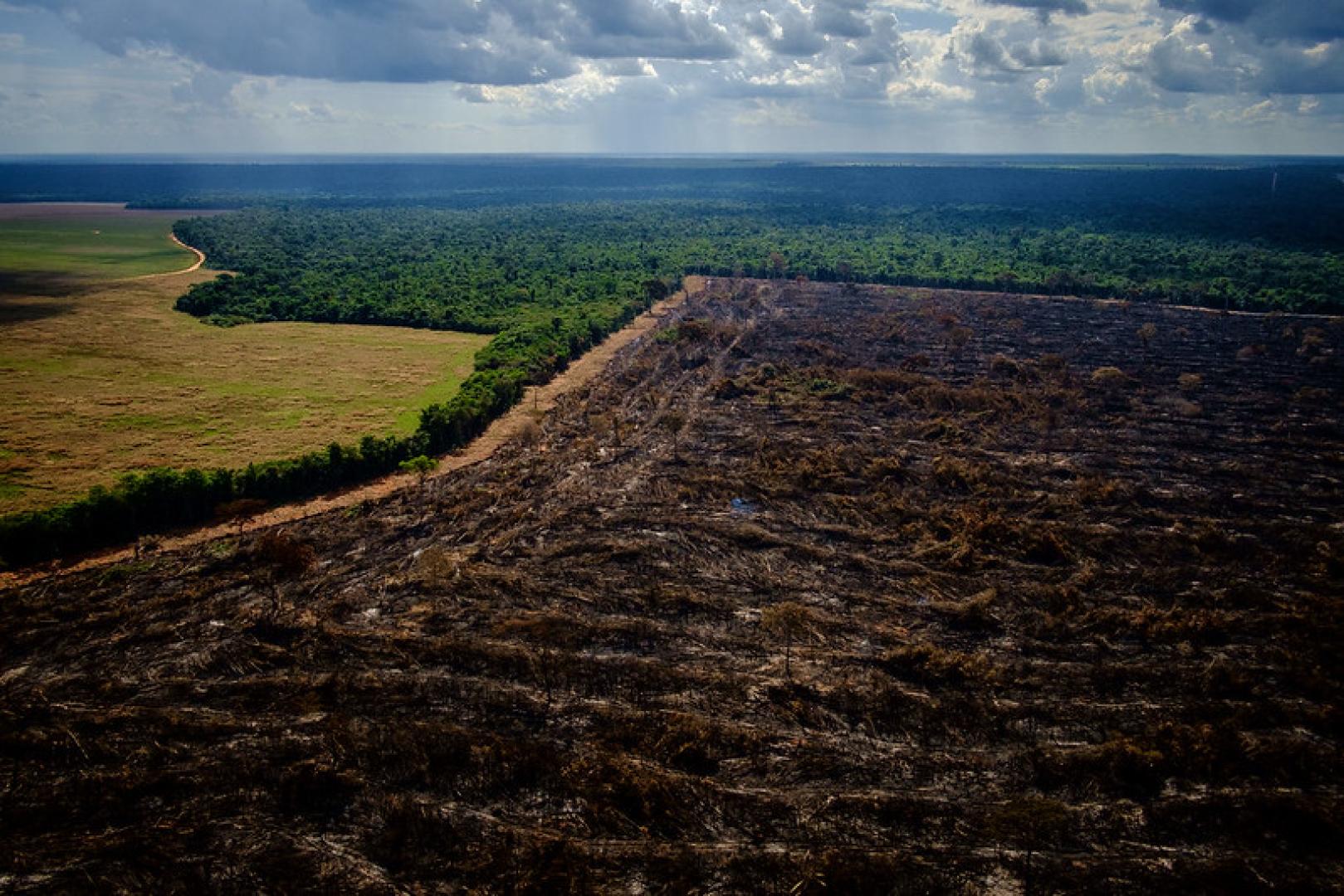 Como tem evoluído o desmatamento na Amazônia?