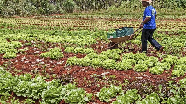 A agricultura familiar produz 70% dos alimentos consumidos pelos brasileiros?