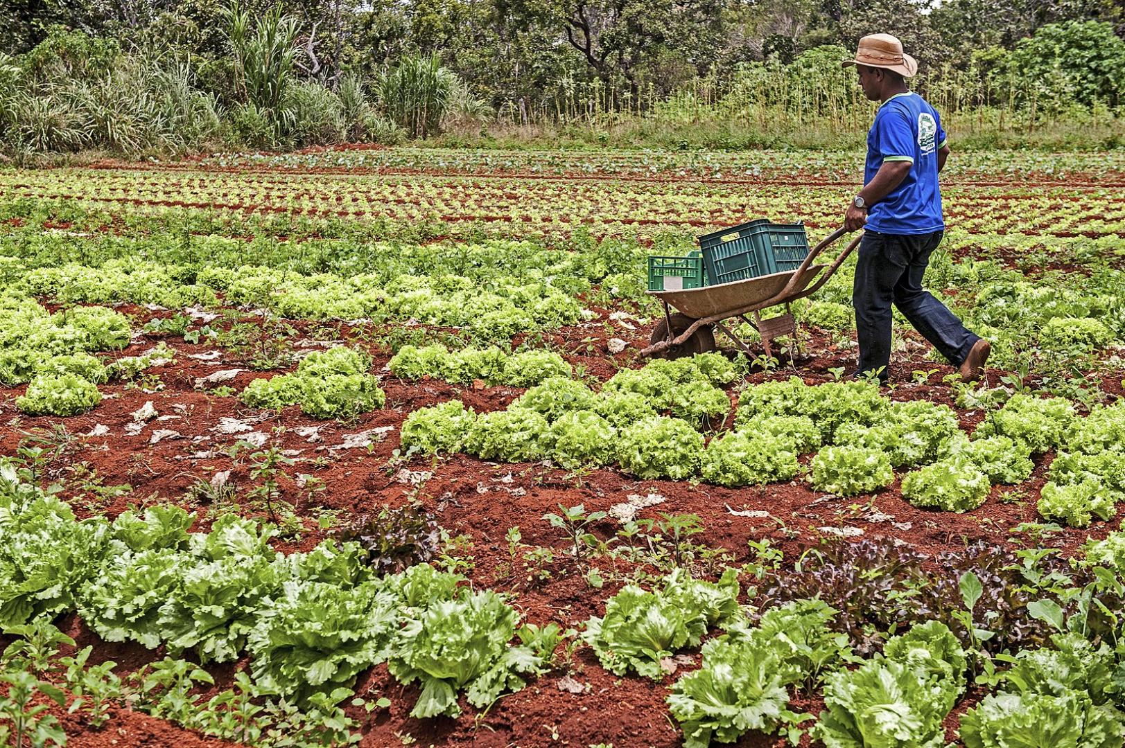 A agricultura familiar produz 70% dos alimentos consumidos pelos brasileiros?