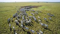 “O agro brasileiro tem uma capacidade incrível de adicionar carbono ao solo”