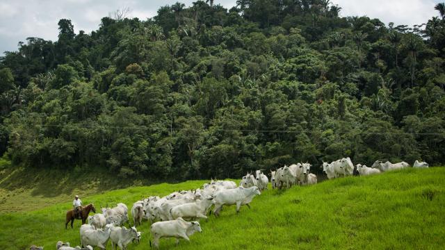 “Agropecuária brasileira tem a responsabilidade de garantir a segurança alimentar e ajudar na descarbonização”