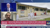 Avicultura brasileira vinha em forte crescimento
