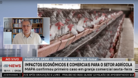 Especialista explica gripe aviária: “Não há transmissão a partir do consumo de frango”