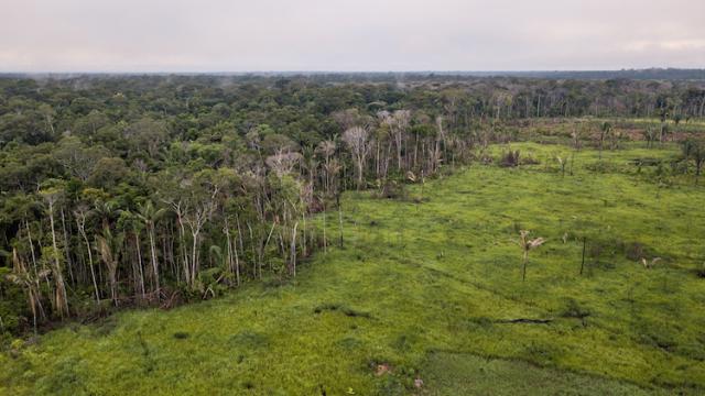 Aumenta a pressão internacional contra o desmatamento