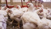 O impacto potencial da gripe aviária no mercado brasileiro