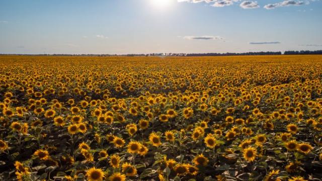 Os países da ex-União Soviética terão um futuro agroexportador?