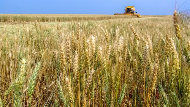 Alta demanda global e preços impulsionam o trigo no Brasil