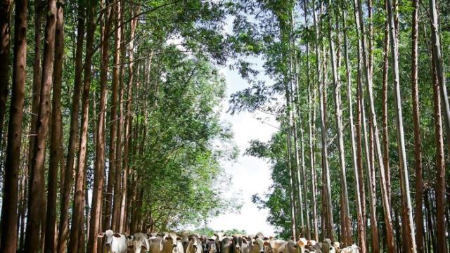 Carbono no solo: o enorme potencial de mitigação que o Brasil ainda não aproveita