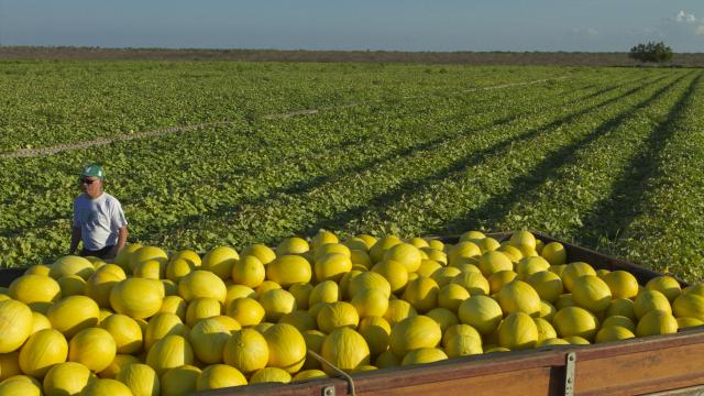Acordo Mercosul–UE: efeitos imediatos para o agro brasileiro