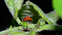 A importância e o potencial dos bioinsumos para a agropecuária no Brasil