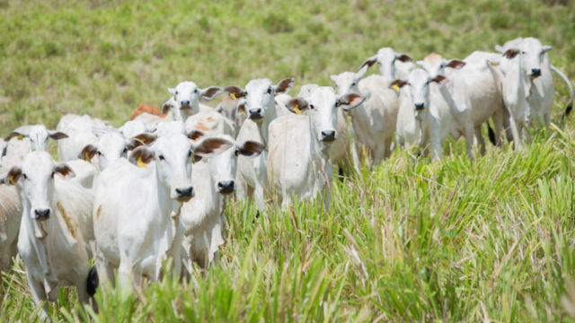 Desafios e benefícios de um sistema de rastreabilidade individual de bovinos no Brasil