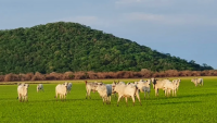 Sobre o boi e a floresta