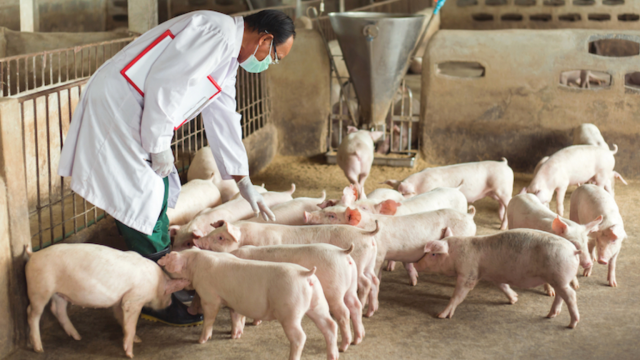 O impacto da peste suína africana na saúde humana e no comércio internacional de carnes