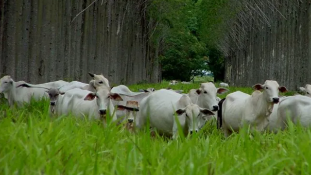 Clima: o desafio de uma agenda pop para o agro brasileiro no mundo