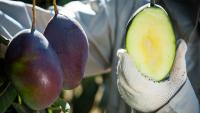 Nova regra da UE derruba limite de resíduo de insumos agrícolas utilizados pelo Brasil