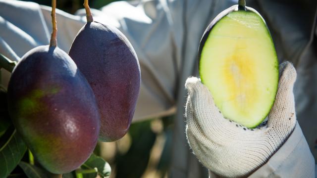 Nova regra da UE derruba limite de resíduo de insumos agrícolas utilizados pelo Brasil