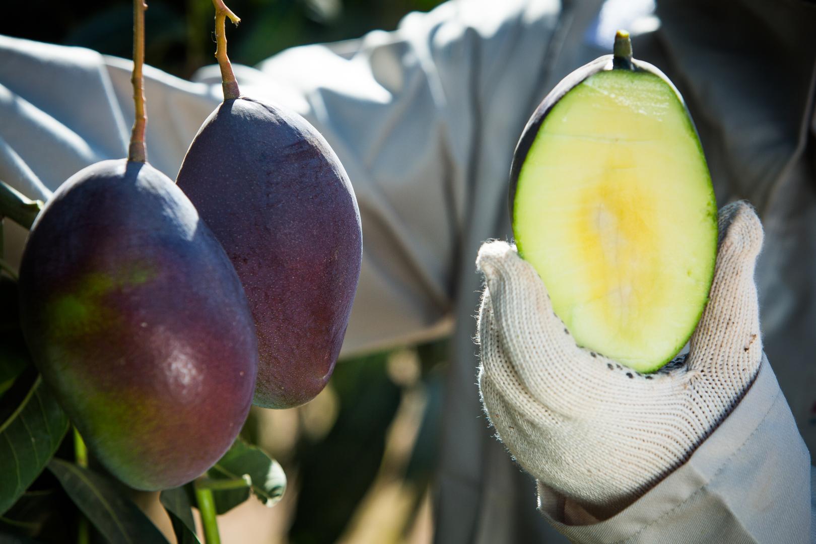 Nova regra da UE derruba limite de resíduo de insumos agrícolas utilizados pelo Brasil