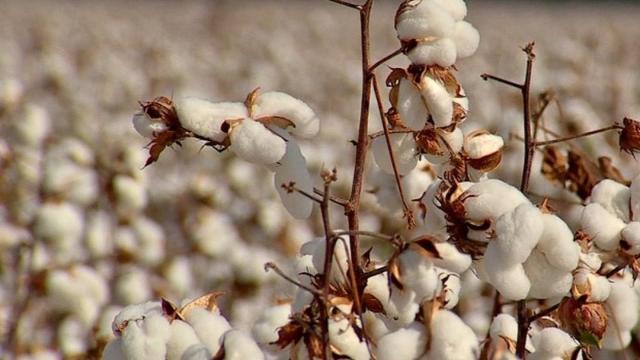 Portal criado pelo Insper e Embrapa oferece análise gratuita do comércio agrícola mundial