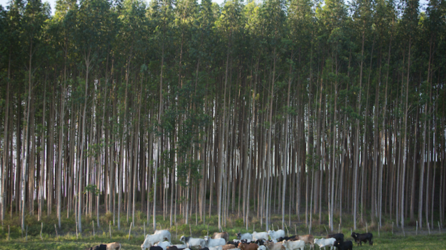 Insper e Columbia se unem em curso inédito sobre agronegócio e meio ambiente