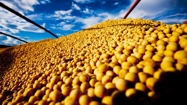 União Europeia aprova novas regras para edição genética de plantas e flexibiliza parte do regime de OGMs