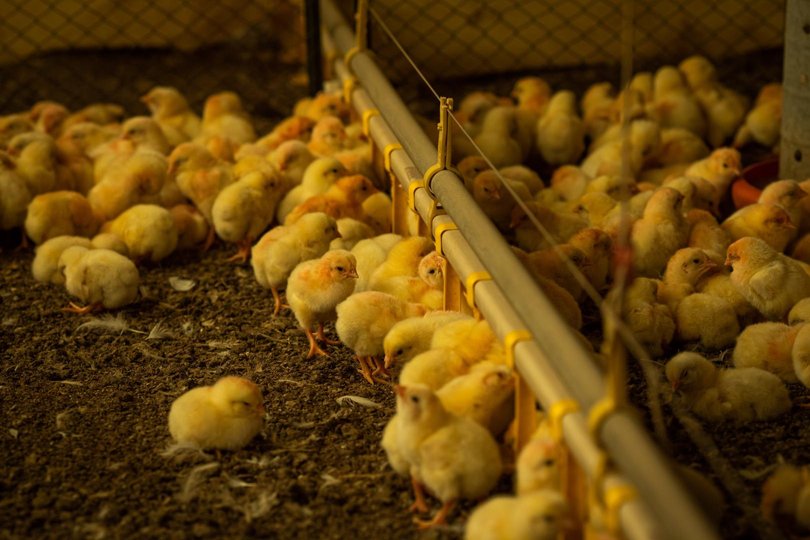 Primeiro caso de gripe aviária em granja comercial no Brasil acende alerta e reações no mercado internacional